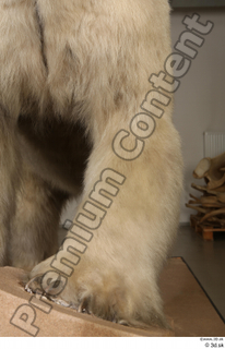 Polar bear leg 0015.jpg